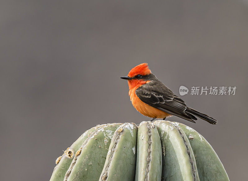 朱红色捕蝇鸟，Pyrocephalus obscurus，是一种小型雀形鸟，属于暴君捕蝇鸟家族，遍布南美洲和北美南部。下加利福尼亚南部，墨西哥。